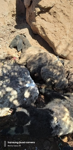 Sheep killed by a US drone that also killed a civilian in Qurqaniya, Syria on May 3, 2023. (Image posted by @anasanas84)